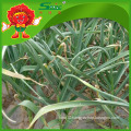 High quality Garlic sprouts green vegetables for health